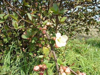 P1030665ss.jpg