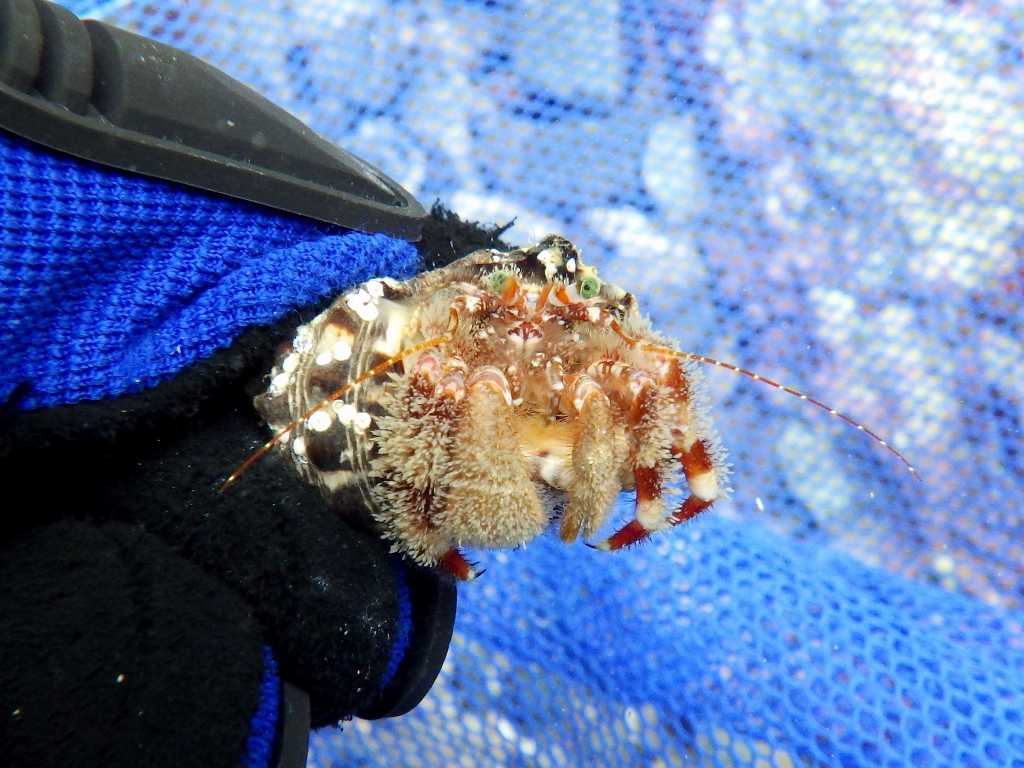 Neoxanthops 串本磯採集2019年8月下旬:甲殻類採集、ウスハオウギガニ(Neoxanthops lineatus)など | 海水魚が好き! - 楽天ブログ