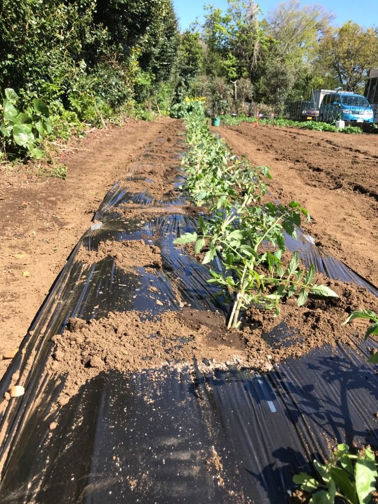 トマトを定植致しました 植木屋の三代目をやってます村野園のブログです 楽天ブログ