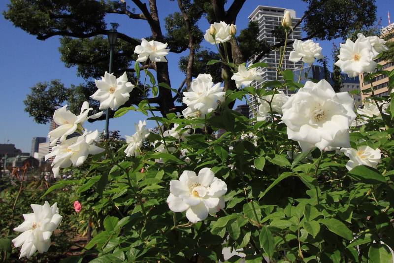 中之島バラ園_004.jpg