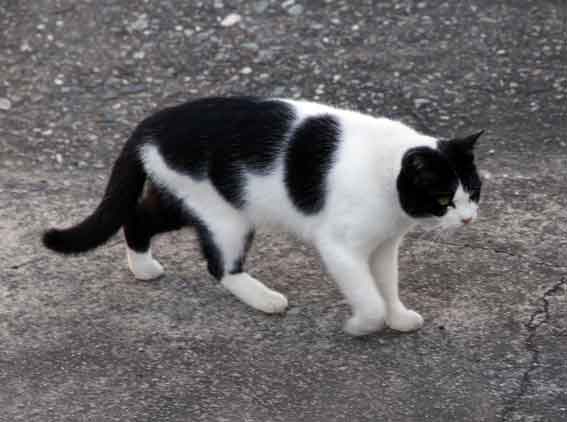 我が家のニャンコ♪2013/11/29-2