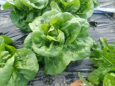 サラダ菜のプランターでの育て方 栽培方法