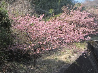 花３緋桜.jpg