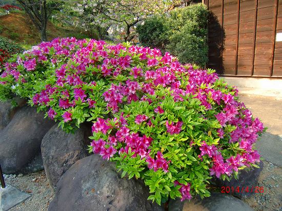 花、再び、、、 029.jpg