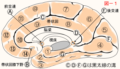 脳内側面B.gif