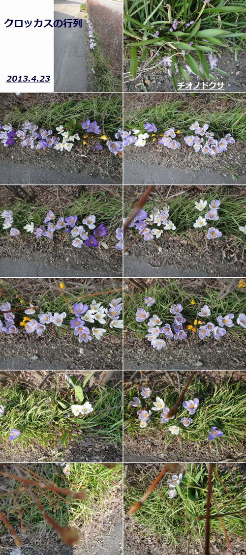クロッカスの行列