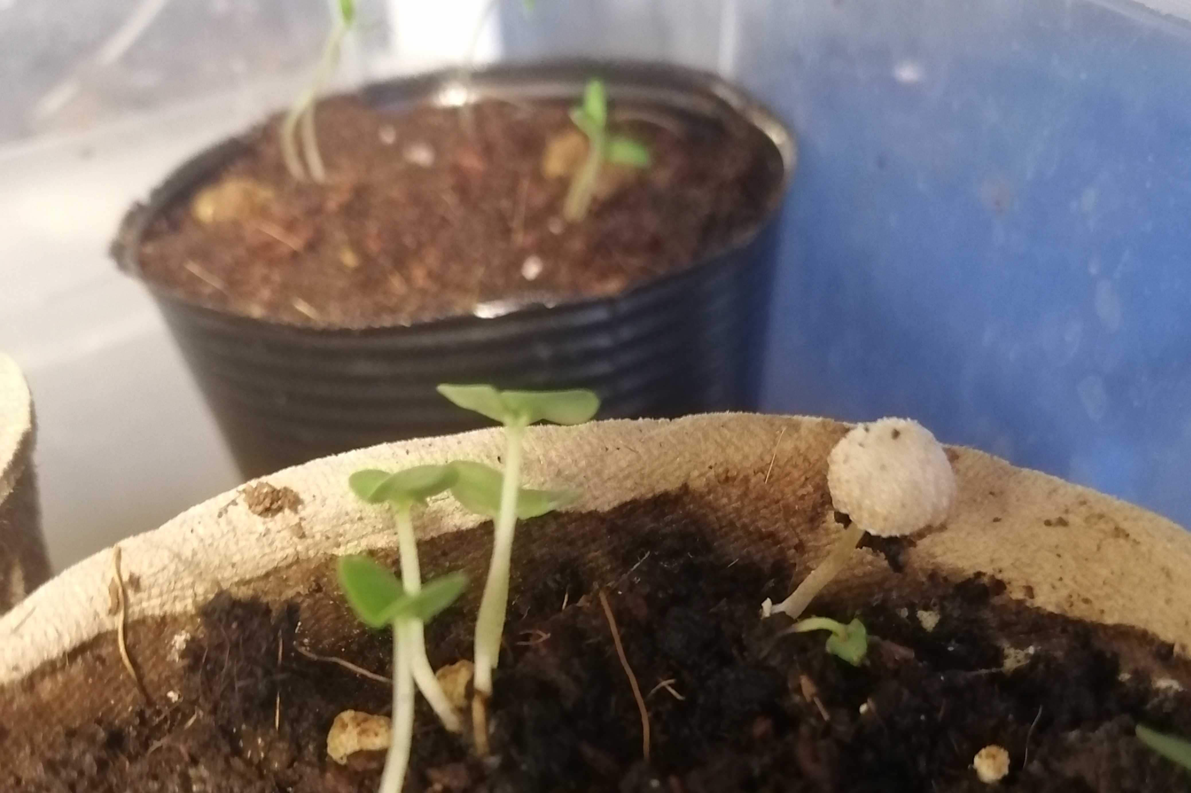 きのこ くろけだま の家庭菜園のブログ 楽天ブログ きのこ くろけだま の家庭菜園のブログ 楽天ブログ