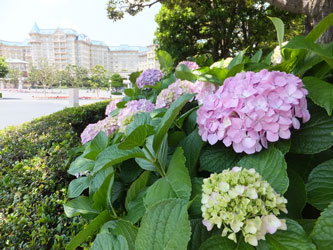 Flower78