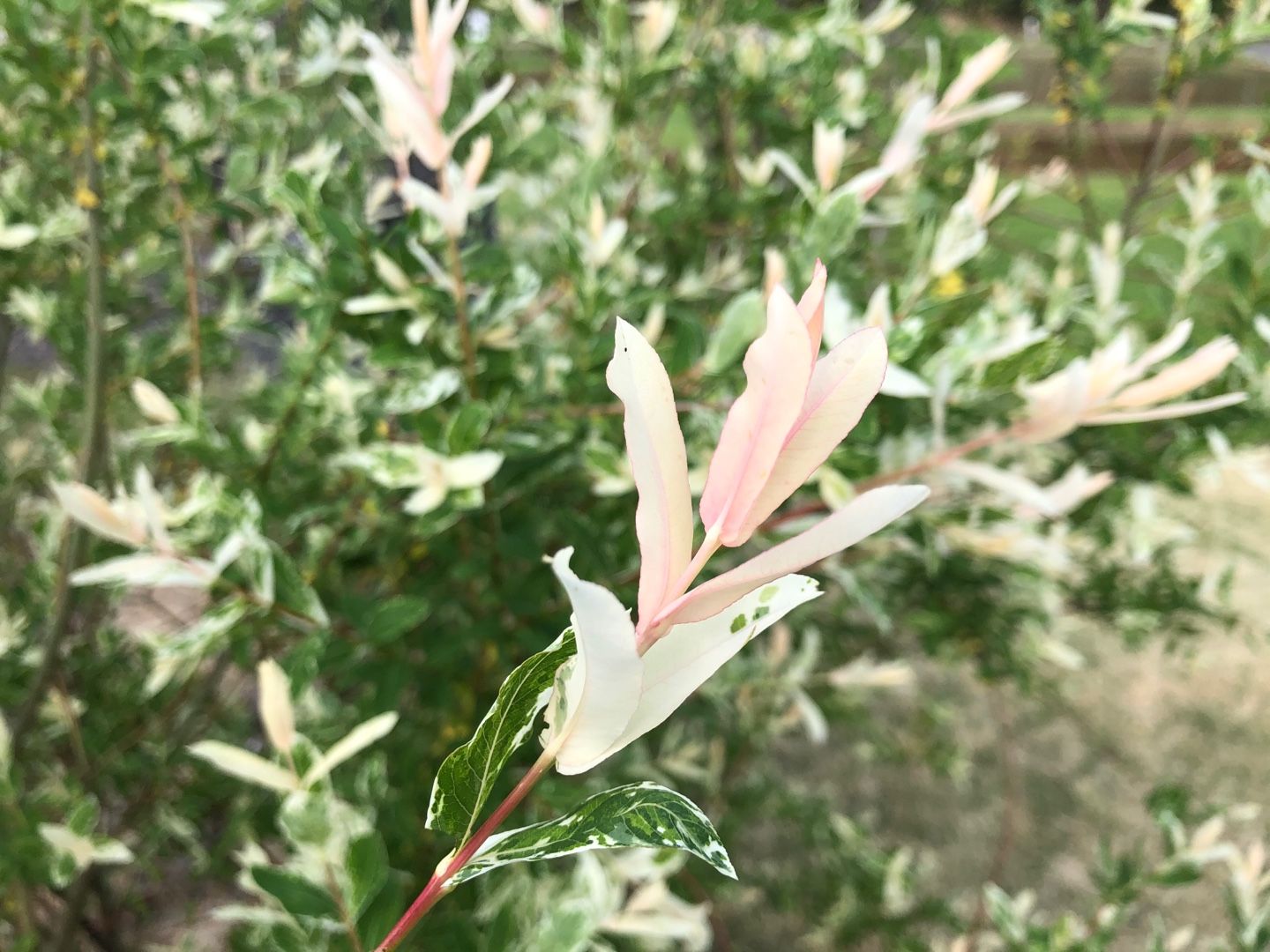 新芽がピンクの斑入りヤナギ ハクロニシキ Blessings Of Nature 楽天ブログ