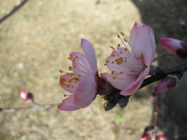 アーモンドの花