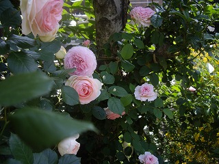 IMGP4327.jpg