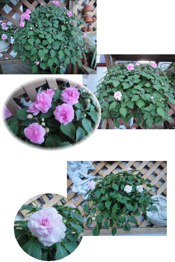 八重咲きインパチェンスのウオールバスケット