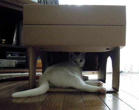 cat base