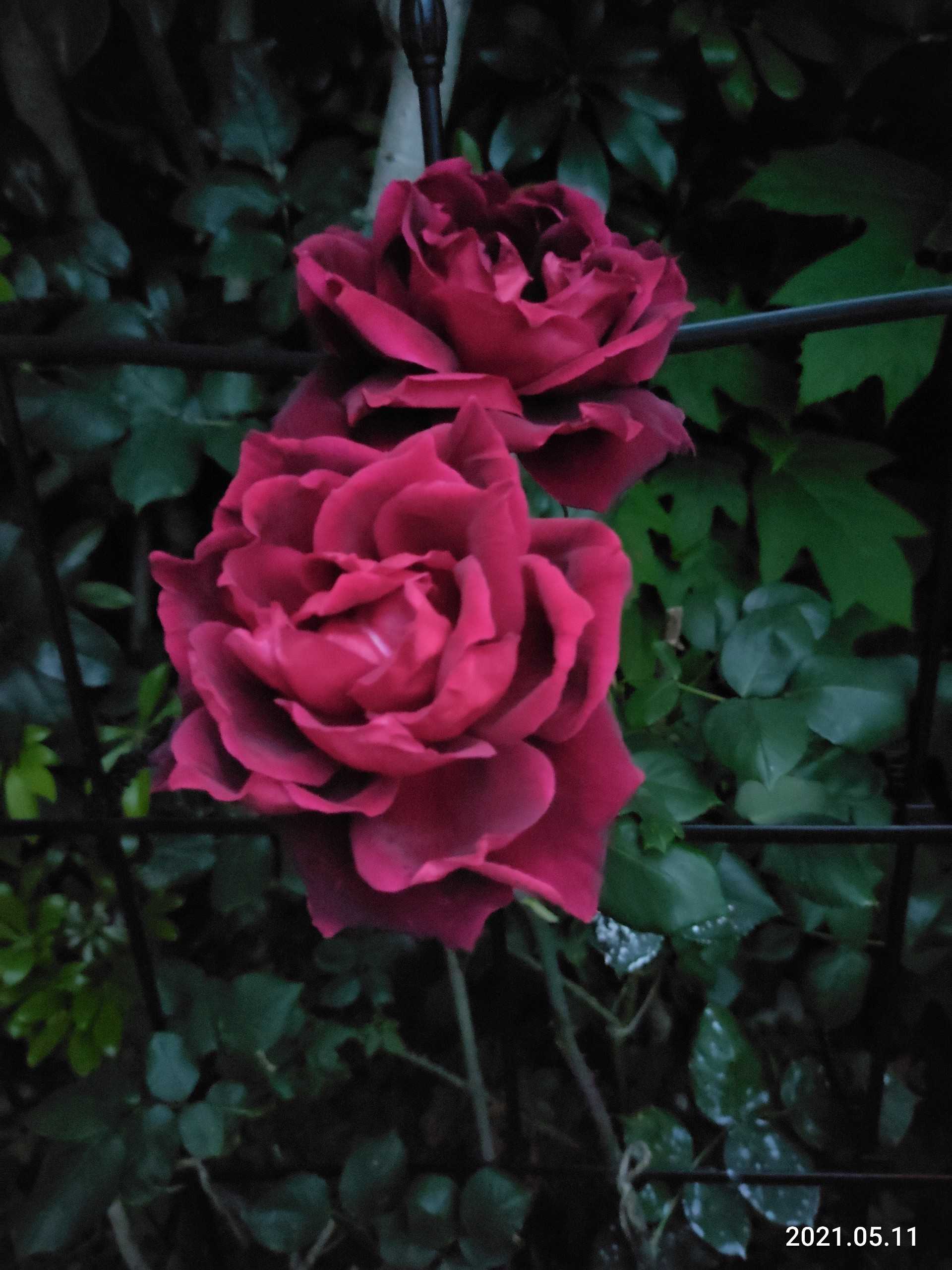 今日の 庭の花 笑えるサバイバルガーデンにようこそ 楽天ブログ