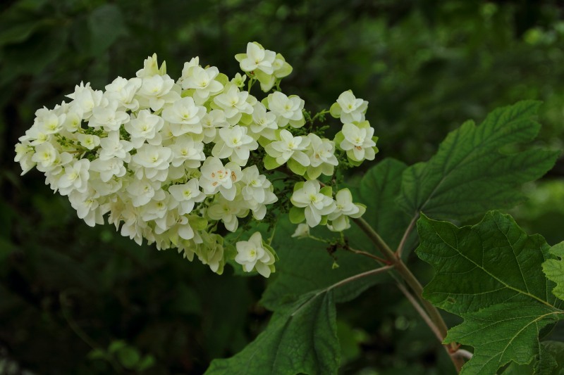 中千本公園の紫陽花_10.jpg