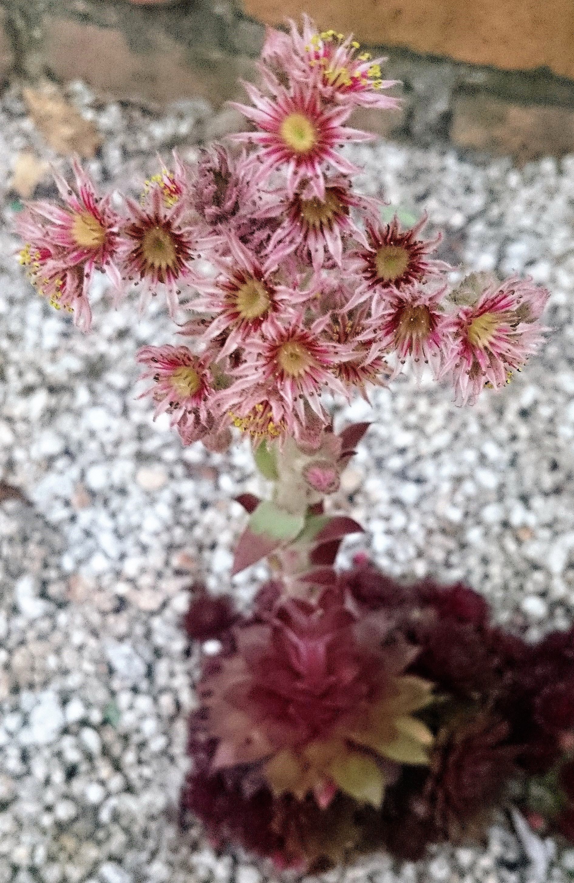 ベストセンペルビウム 花 最高の花の画像