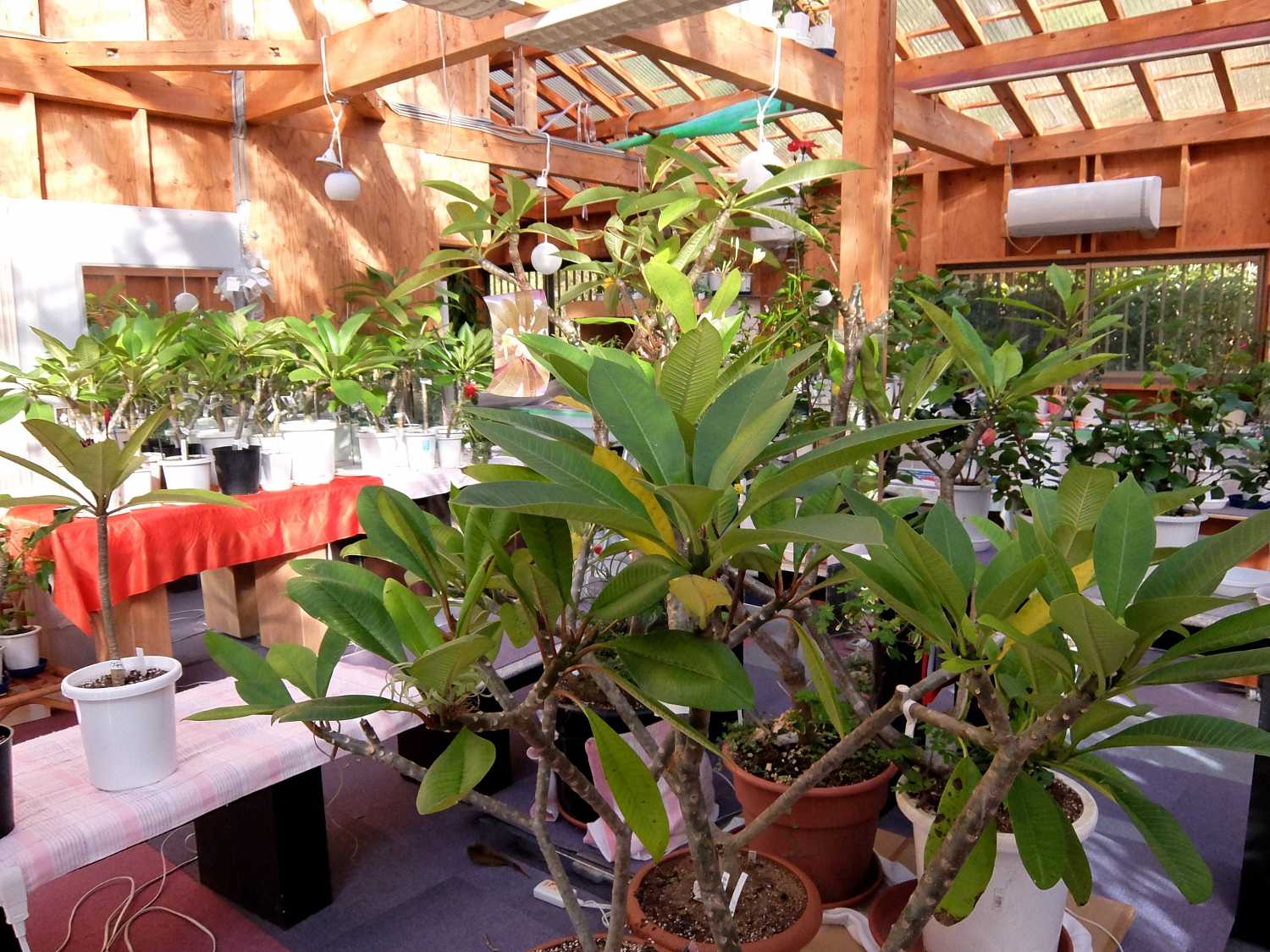 南国花市場 プルメリア 販売 和深 串本