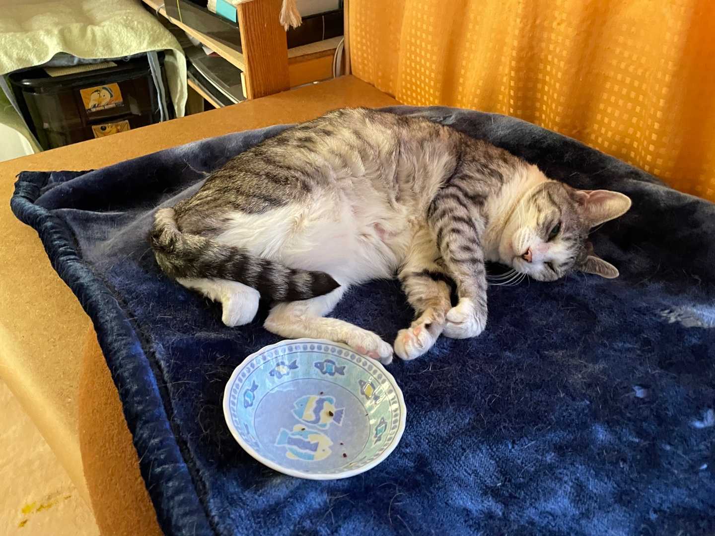 食べてすぐ寝ると牛に 猫と一緒に 楽天ブログ