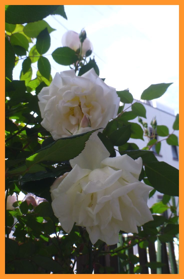 バラが咲きだしました シュン55 できるだけ 旬 ブログ Since09 楽天ブログ