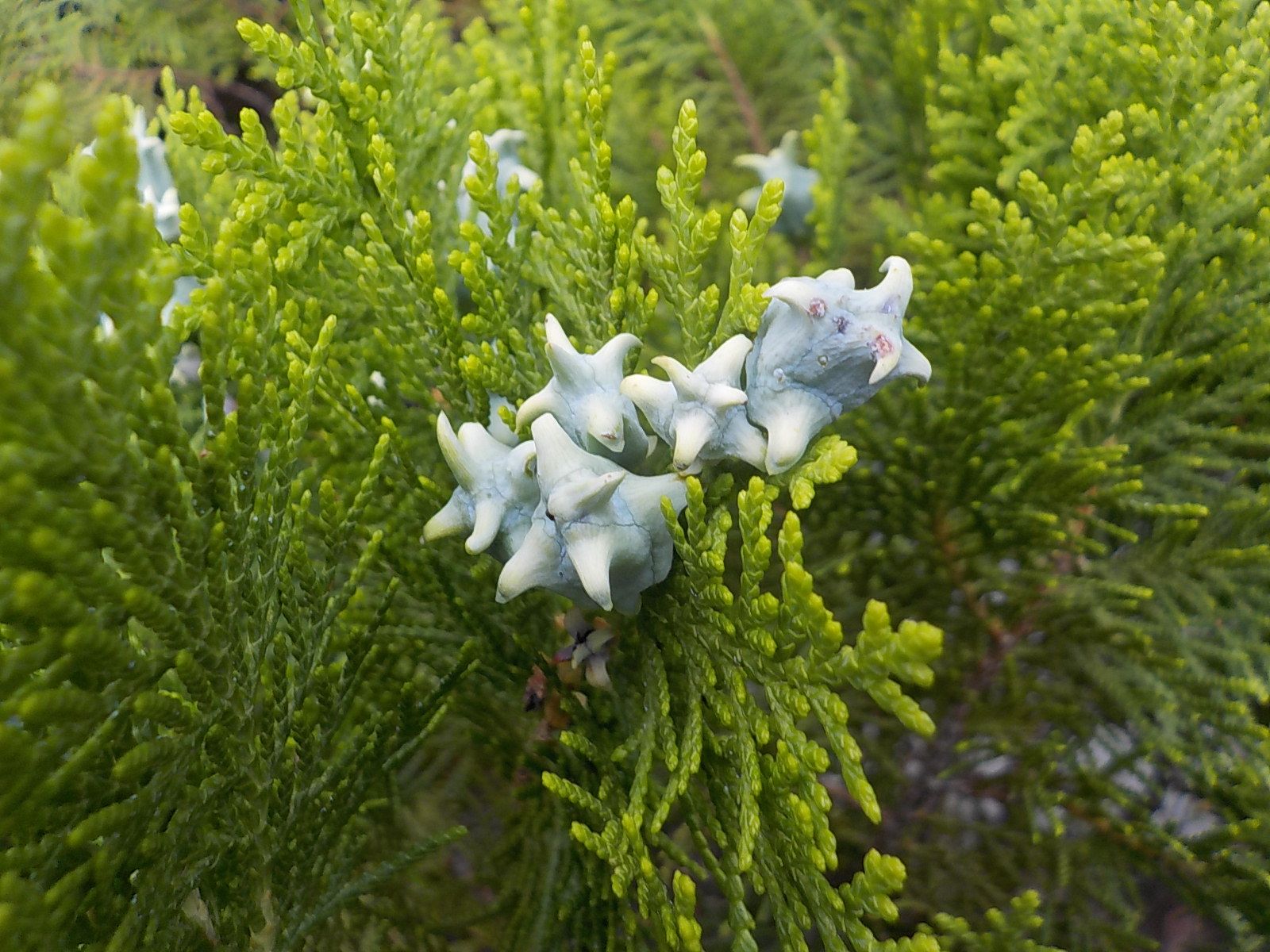 コノテガシワの実 サロメチールのような臭いがします 私と陶芸 楽天ブログ