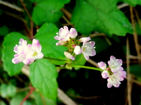 ミゾソバの花