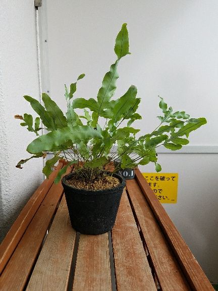 フレボディウム ブルースター 生育が悪いから植え替えちゃうぞ デルオの多肉日記 楽天ブログ