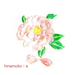 山茶花.jpg