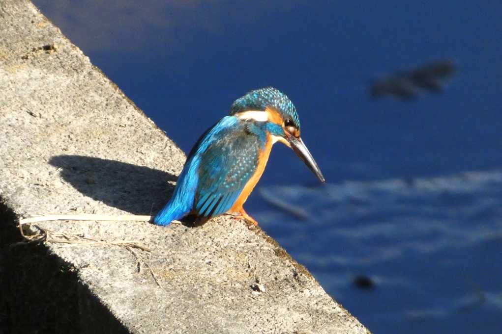 515