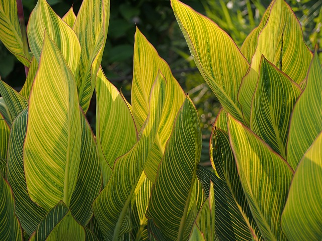 P6210184.jpg