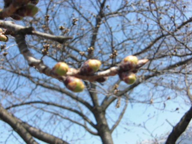 20150330-1.JPG