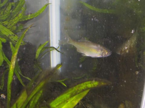 2015.01.22エビ槽４.JPG