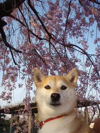 柔和な感じ