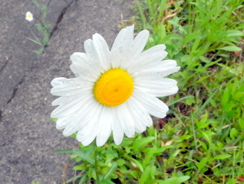 フランスギクの花