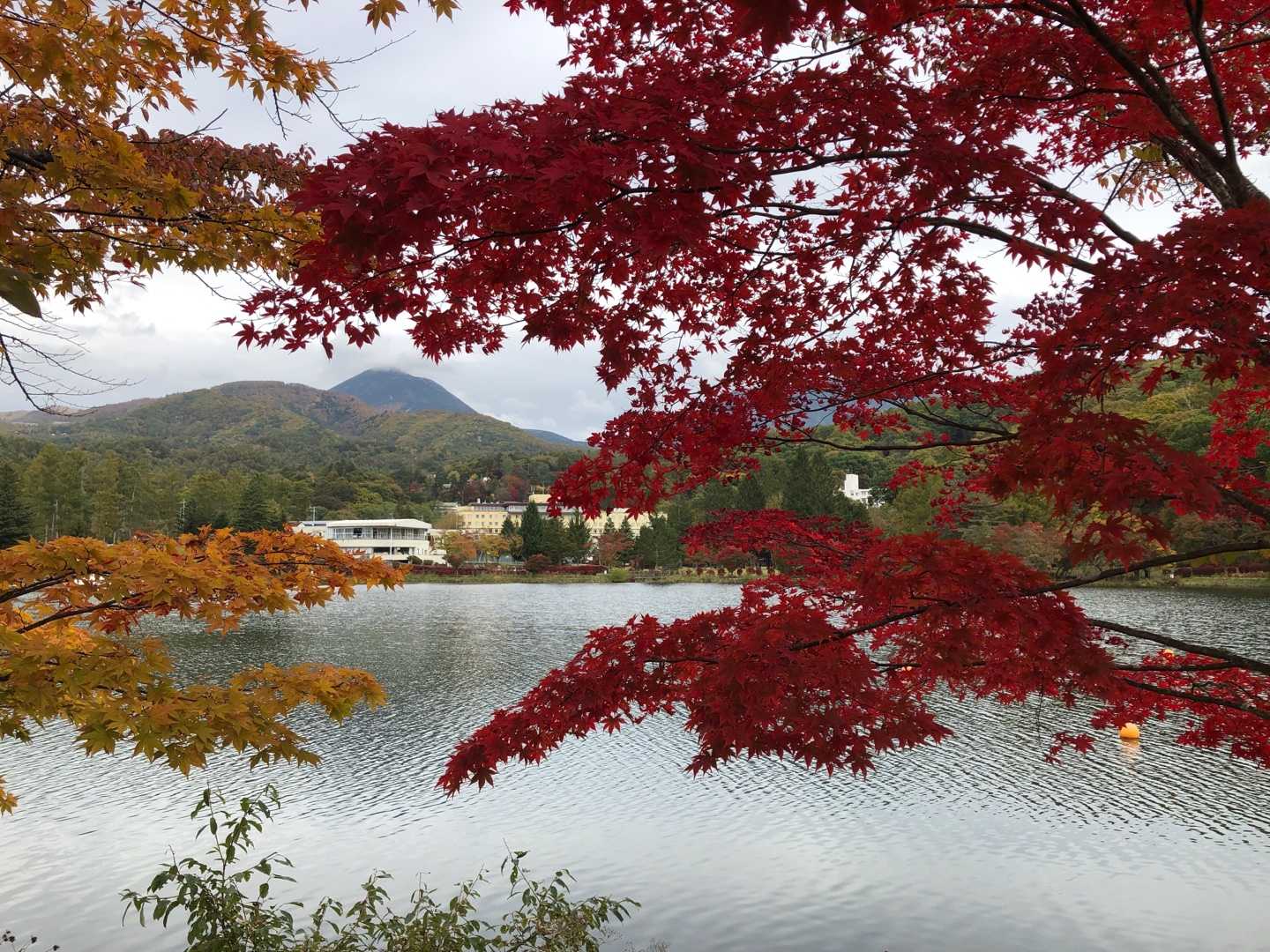 蓼科の紅葉が見頃になってきました 10 22 ぽにーの部屋 楽天ブログ