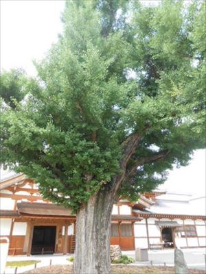 虎渓山永保寺