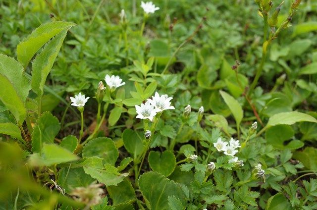 北アルプス・立山（雄山）は、花盛り！ | やまぶろぐ・登る呑む撮る滑る山ブロガー - 楽天ブログ
