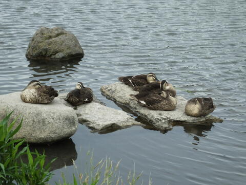 小池公園にて