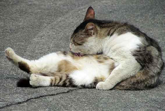 我が家のニャンコ♪2016/2/28-5