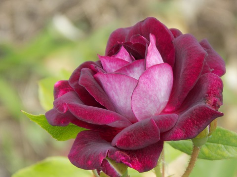 DSCN4290.JPG