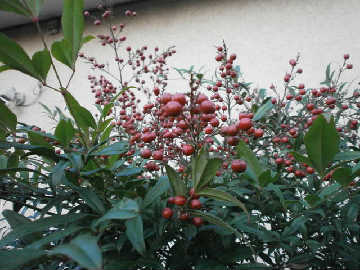 new_PA282209南天.jpg