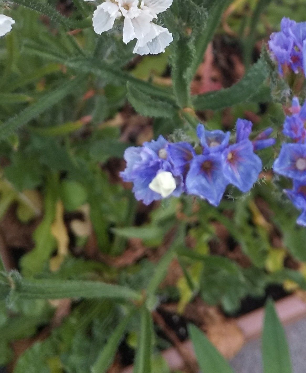 庭のお花 まろ1923のブログ 楽天ブログ