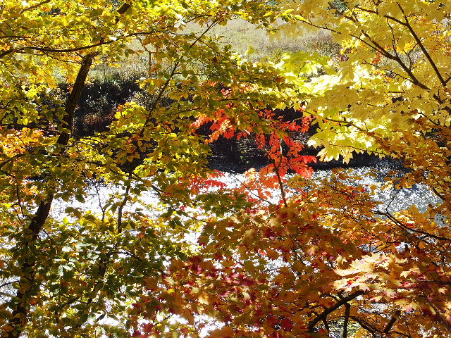 紅葉 014.JPG
