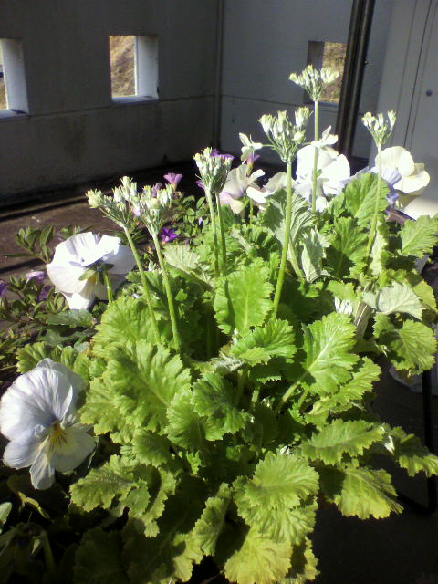 2013010912450000.jpg