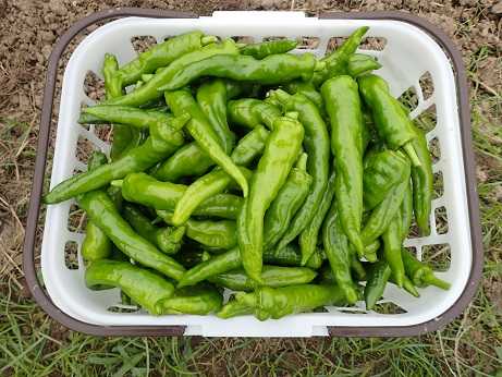 ハヤトウリ花 葉山農園 9月下旬 暇人主婦の家庭菜園 楽天ブログ