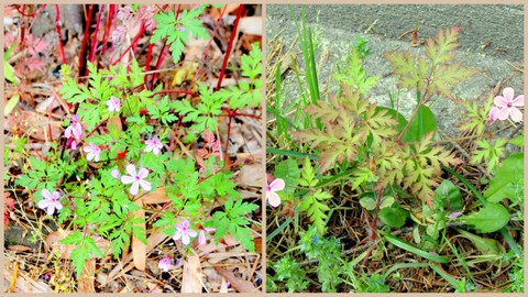 ヒメフウロと不審な花