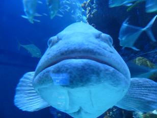 P1150284おまけの魚.jpg