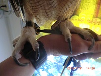 20150731_月島・フクロウのみせ11でかいの脚アップ - コピー.JPG