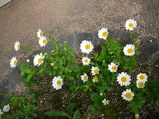 P1290006ss.jpg