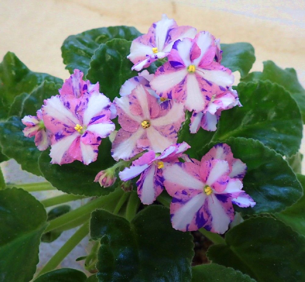 脇芽カッター／KILAUEA (CHIMERA)／セントポーリア縞花（キメラ