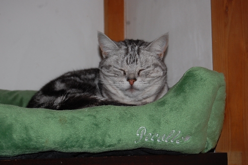 DSC_0011.JPG